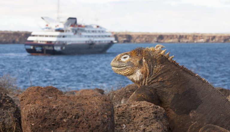 land-iguana-and-silver-galapagos